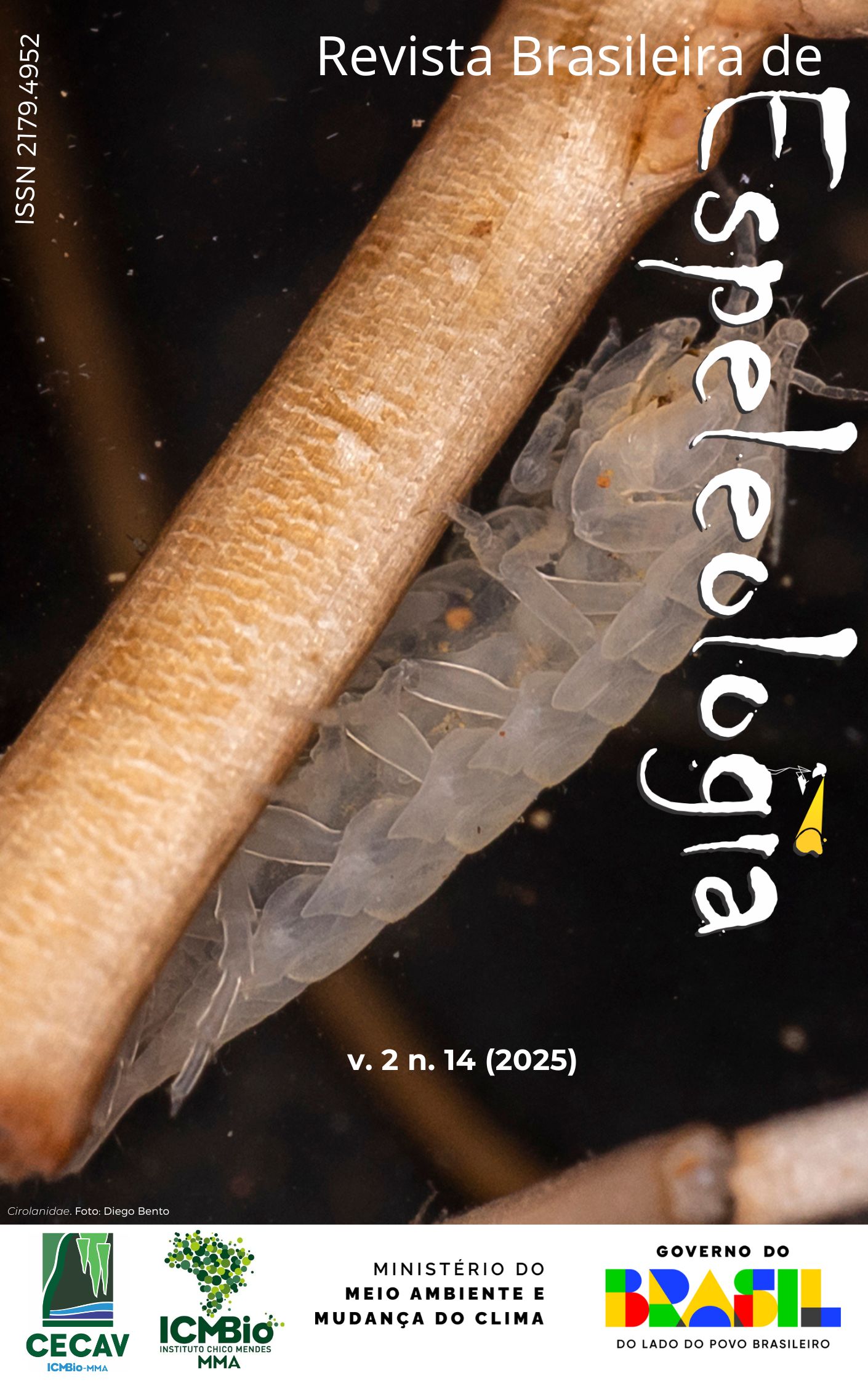 Cirolanidae. Foto de Diego Bento